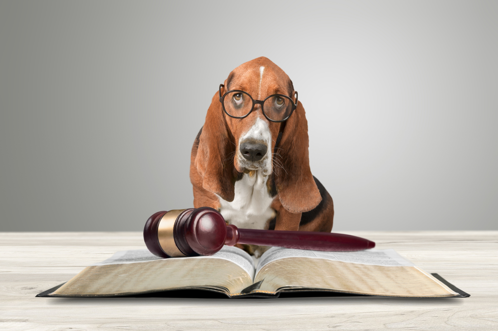 Utah Shelters Push Reform After Abused Dog Spent Years Waiting