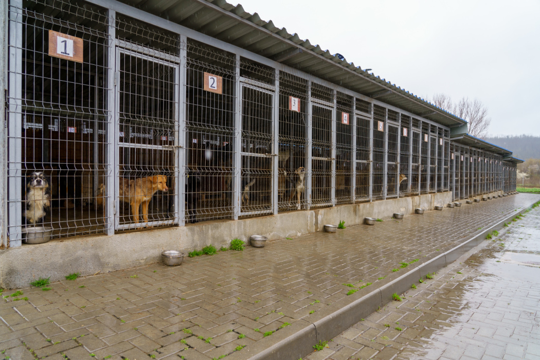 Rescue Dog Gets a Second Chance After 900 Days in a Shelter