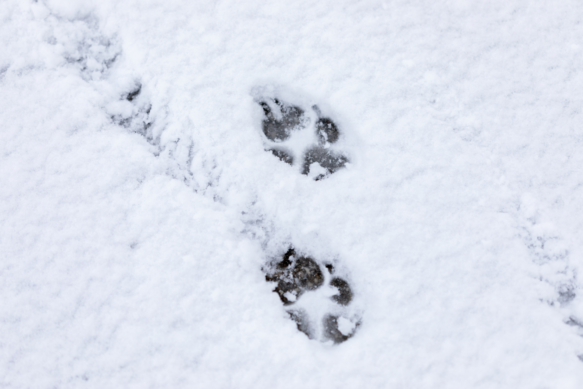 Colorado Dog Reunited With Owner After 43 Days Missing
