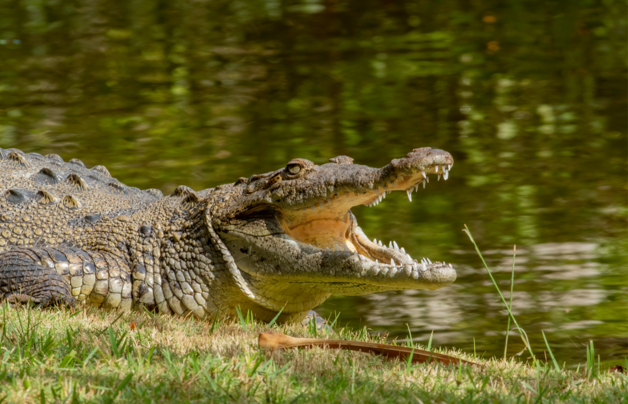 The Alligator Was Not the Problem (Actually, It Was) Image
