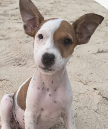 A Simple Rescue That Sparked Something Bigger
