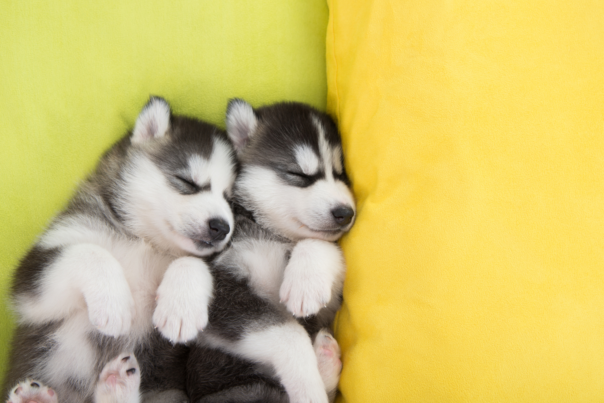 Tiny Husky Puppy Found in Trash Can Fighting to Recover