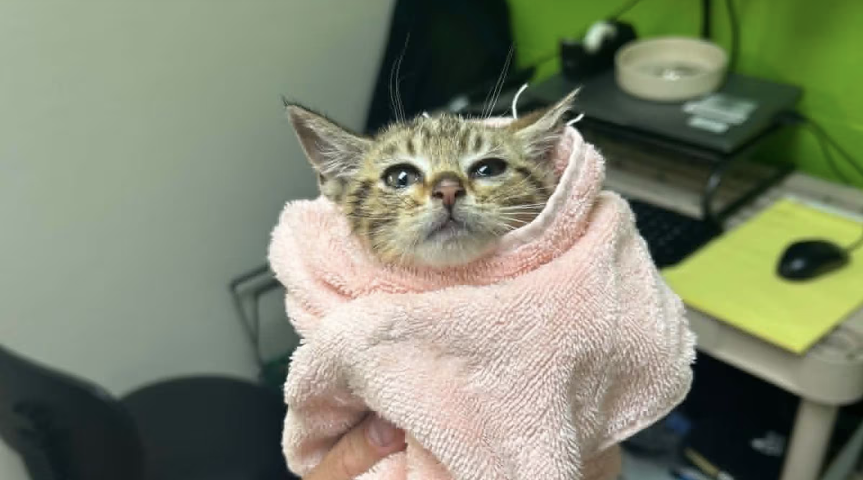 Louisville Rescue Officer Saves Tiny Kitten From Storm Drain