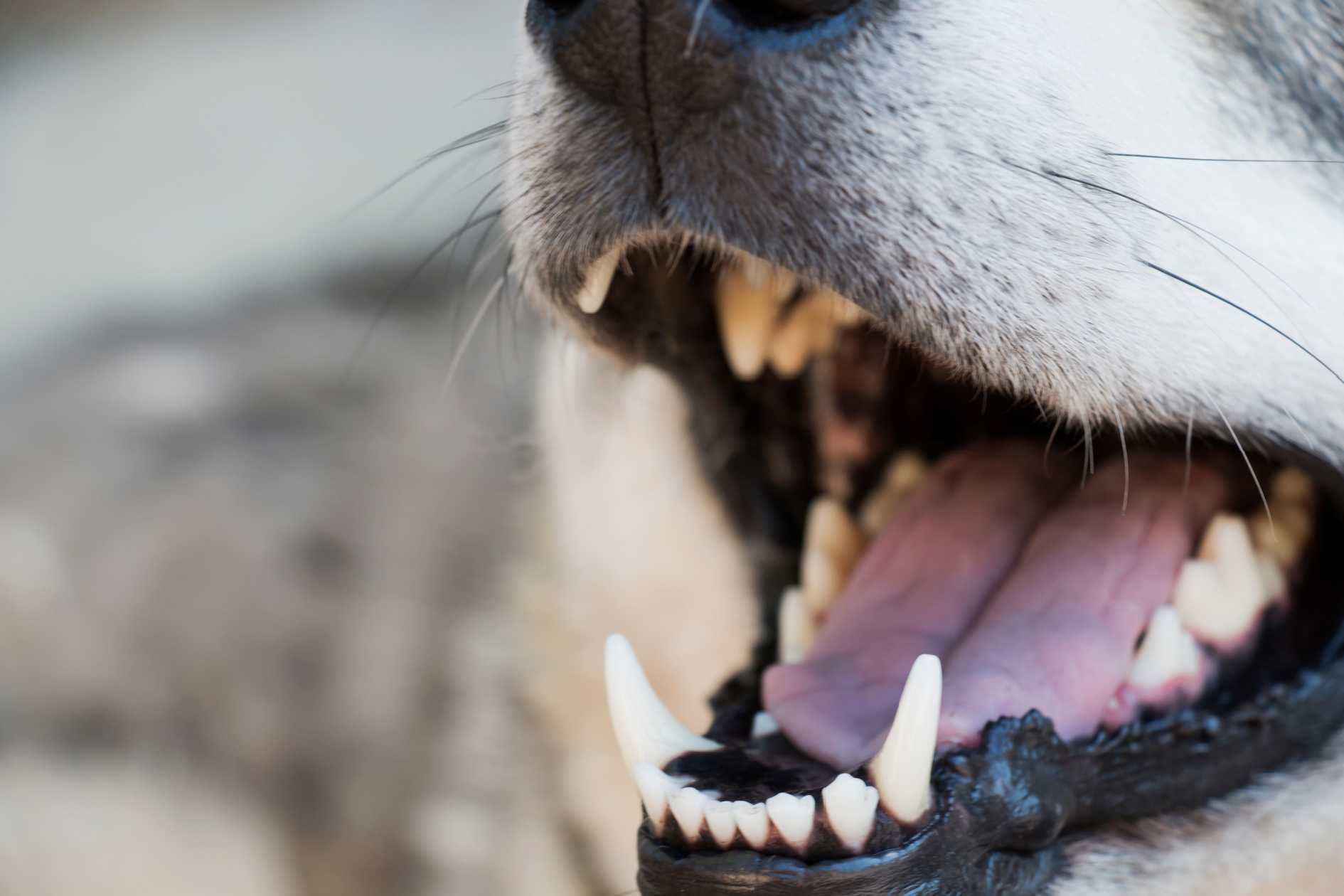 Bless Your Headlines: Dog Bite Edition Image